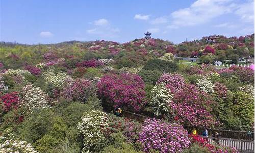 贵州毕节百里杜鹃旅游攻略_贵州毕节百里杜鹃旅游攻略2023年